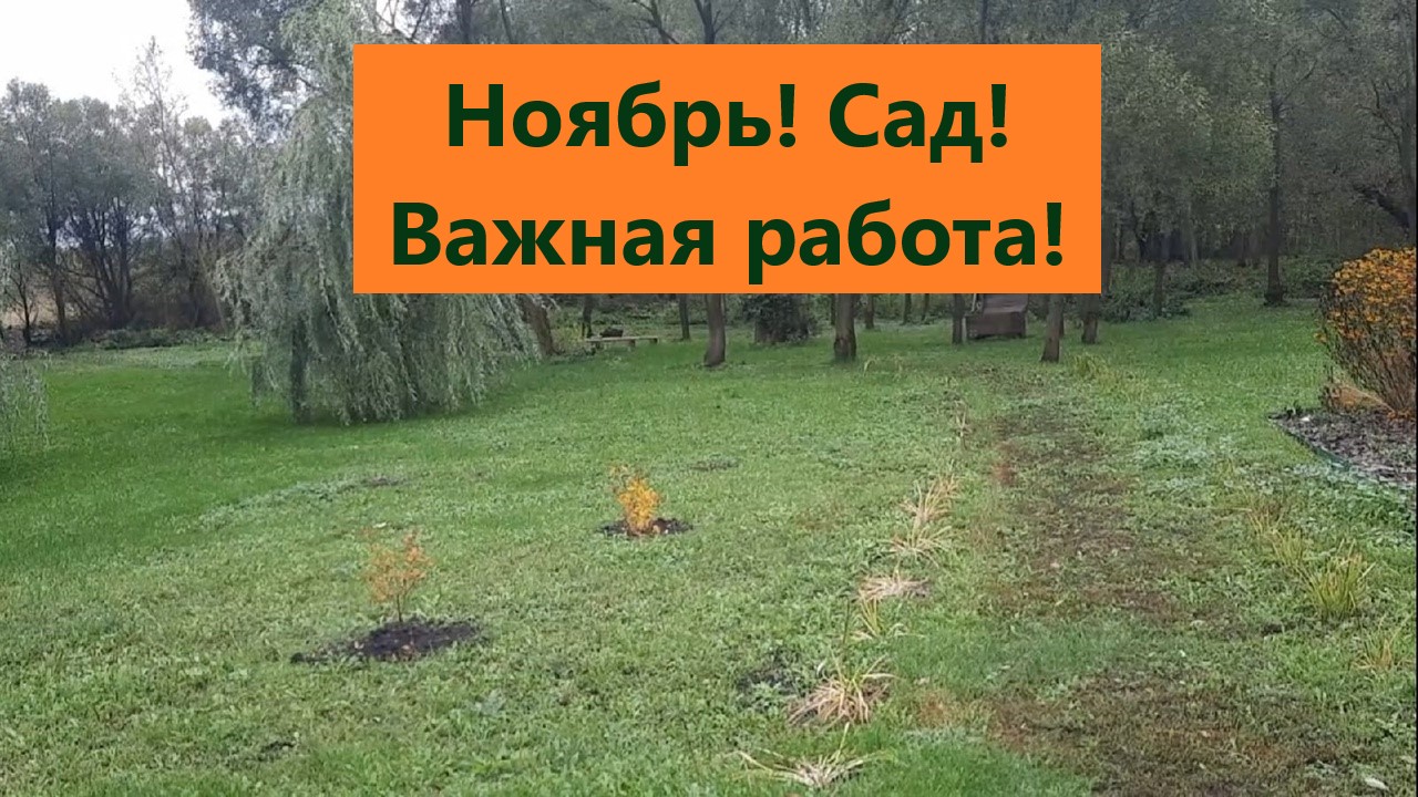 Чем занимаюсь в саду в ноябре. Укрытие и подготовка роз к зиме. смотреть онлайн