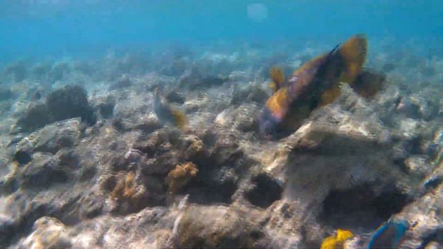 Под красной водой 2 337 (Титановый спинорог / Titanium triggerfish) Коралловый риф Dreams Beach смотреть онлайн