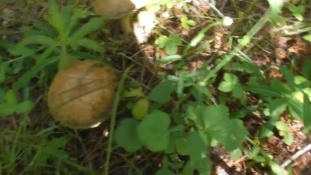 Всё про охоту у Михалыча 59 кто куда а мы в тайгу за грибами. смотреть онлайн