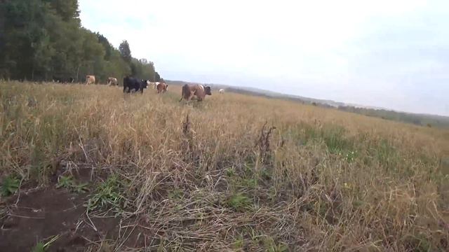 Как 15 рогатых комбайнов помогали убирать ячмень! смотреть онлайн