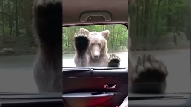 Видео,приколы,юмор,смех смотреть онлайн