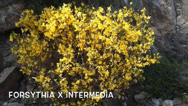Forsythia x intermedia. Garden Center online Costa Brava - Girona. смотреть онлайн