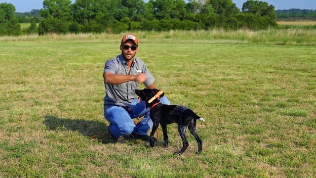 Easy Recall Drill For Dogs or Puppies смотреть онлайн