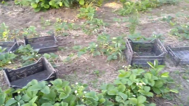 простой ПОЛИВ+КАПЕЛЬНЫЙ полив / подкормки / обработки+болезни смотреть онлайн