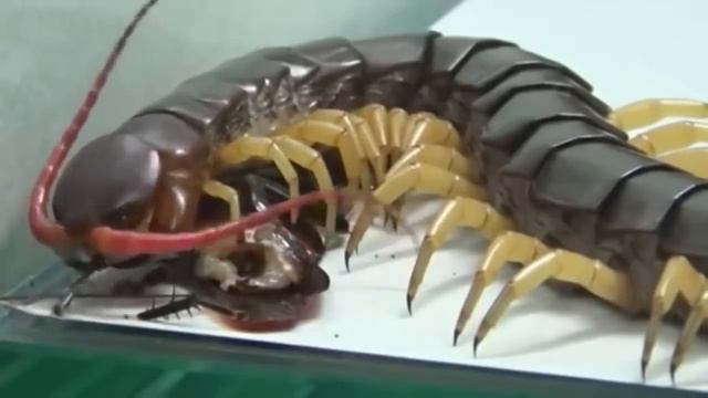 Животные Смешно Шутят