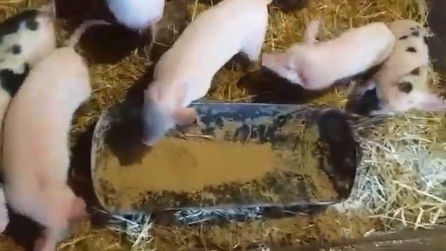 Відгодівля поросят в домашніх умовах смотреть онлайн