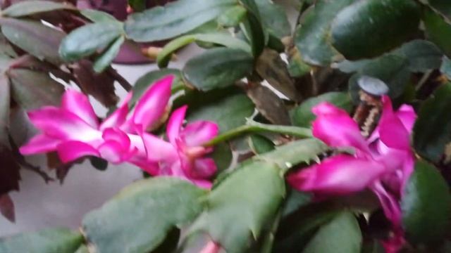 Шлюмбергера (декабрист) цветёт смотреть онлайн