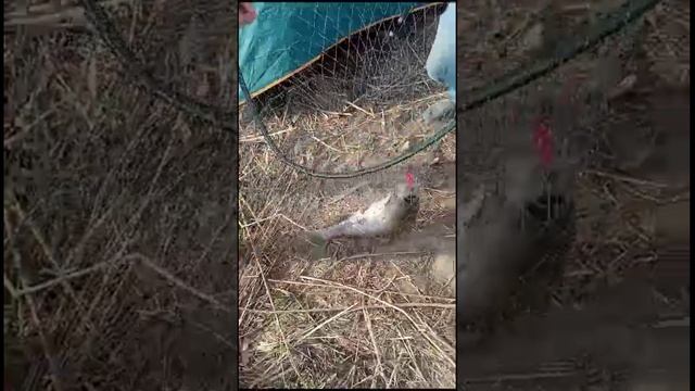 Ловля кеты на воблер 80 мм (13 гр) от Mr. Musurok