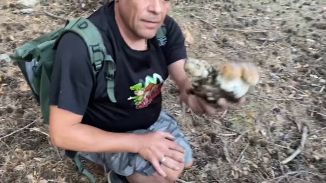 Boletus Edulis смотреть онлайн