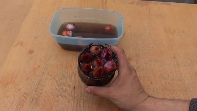 ЗЕЛЁНЫЙ ЛУК РАСТЁТ В ДВА РАЗА БЫСТРЕЕ / ЛУК НА ЗЕЛЕНЬ В МИНИ ПАРНИКЕ смотреть онлайн