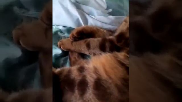 Мой котик Бася. смотреть онлайн