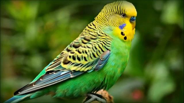 Пение Попугайчиков - Песенка Попугайчиков Singing Of The Parakeets