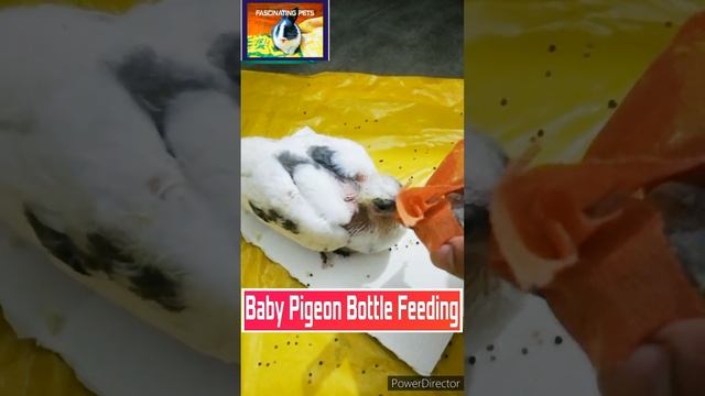 Baby Pigeon Bottle Feeding | Squab Handfeeding | Fascinating Pets #babypigeon #bottlefeeding #squab смотреть онлайн