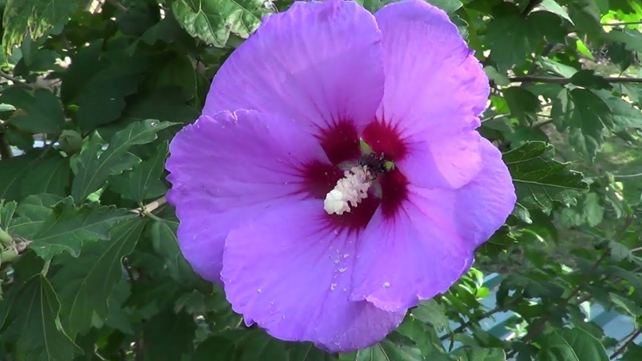 ВЗЯЛИ ВМЕСТО МАШИНЫ / СТАВИМ МАЯКИ ПО НОВОМУ / ВОТ ОН КАКОЙ смотреть онлайн