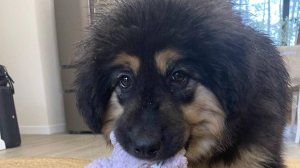 002_Выбор щенка Монгольского Банхара. Элгиз и Онцгой.