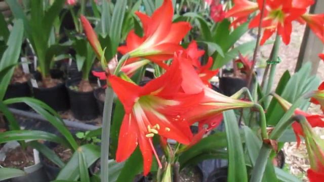 Striatum Amaryllis смотреть онлайн