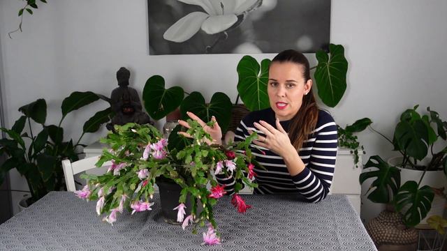 Cactus de Noël (Schlumbergera) le faire refleurir, l'entretenir, le bouturer смотреть онлайн