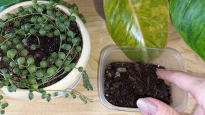 КРЕСТОВНИК Роули?Размножение?Легко! Если знать куда смотреть?Состав грунта?Укоренение?Первый полив?