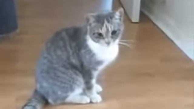 Пьяный кот смотреть онлайн