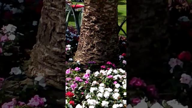 Аланья-2019 Gypsophila Holiday Village смотреть онлайн