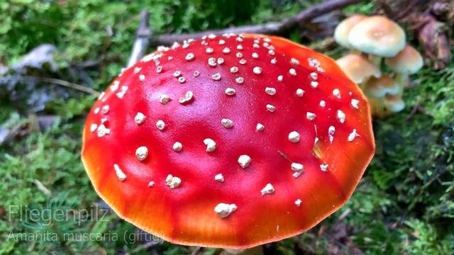 Vorfreude auf die artenreiche Zeit | Über 60 Arten in einem Video | Bunt, Lecker, Giftig, Schön смотреть онлайн