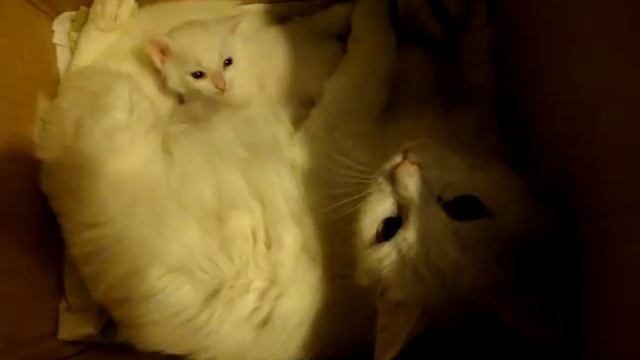 Говорящая кошка