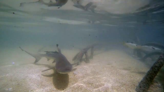 Где спасается от хищников и подрастает молодое поколение чернопёрых акул (Carcharhinus limbatus) ? смотреть онлайн