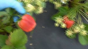 ВЕРДИ. Замечательная «клубничная» новинка 2021 года.