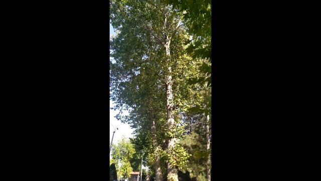Хонобод шахридан обзор 2! смотреть онлайн