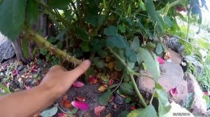 обрезка розы фламментанц после цветения