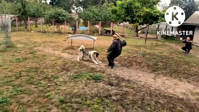 Питомник Charan Gordolan совместно с Гильдия наставников собак Арес смотреть онлайн