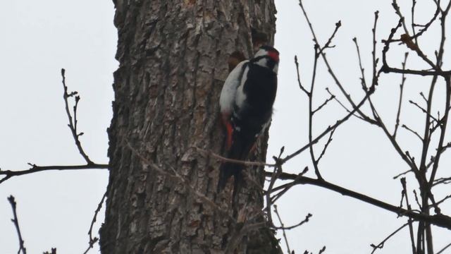 Большой пёстрый дятел или пёстрый дятел. Киев. 10-02-22 смотреть онлайн