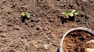 Подкормила Клубнику «НАСТЕНЬКА» золой о прополола. 3 мая 2022г.
