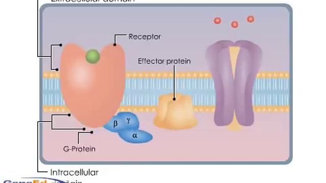 G-Protein Coupled Receptors смотреть онлайн