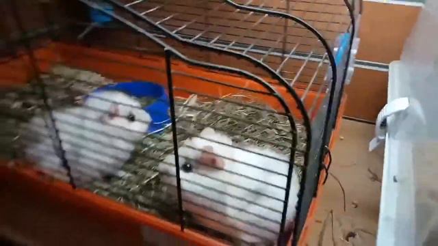 Зашли в зоомагазин посмотреть на рыбок. смотреть онлайн