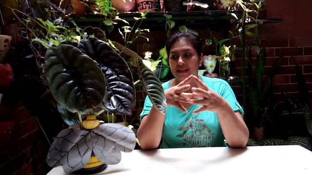 ALOCASIA CUPREA l ORIGEN , CARACTERISTICAS Y CUIDADOS l manuplant смотреть онлайн