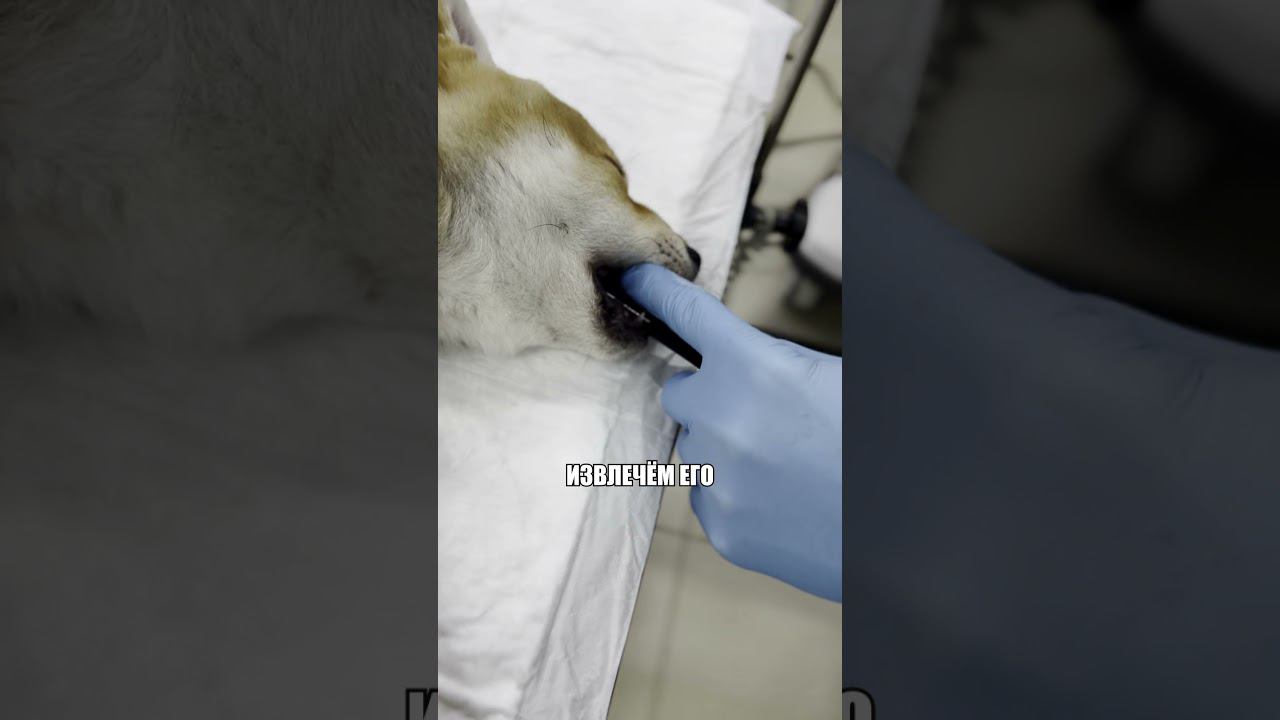 Щенок взял в рот лишнее #гастроскопия #сибаину #операция #ветеринария #щенок #собака смотреть онлайн