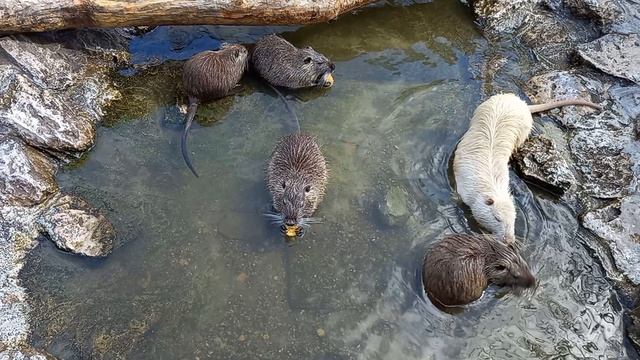 ОПА. Как они...