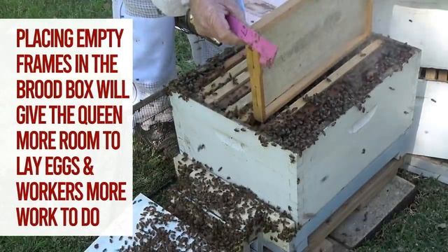 How to Prevent Swarming of Bees | Learn Step by Step with Bruce White смотреть онлайн