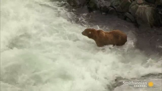 How Much Salmon Can a Kodiak Bear Devour? смотреть онлайн