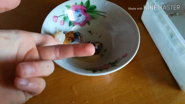 Улитки Ахатины-уход смотреть онлайн