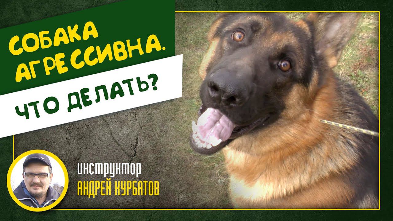 Собака агрессивна, что делать? (Инструктор Андрей Курбатов)