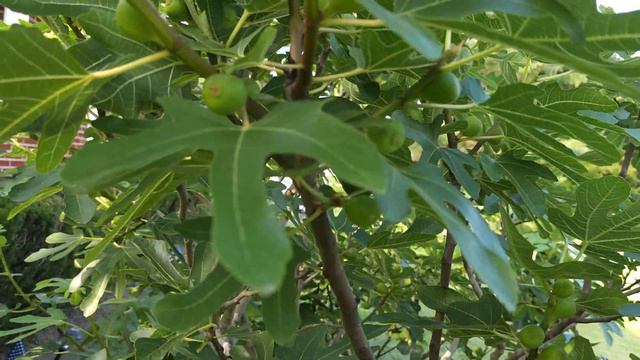 DO NOT OVER PINCH FIG TREES!!! смотреть онлайн
