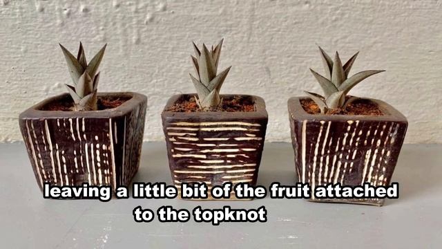How To Grow Dwarf Pineapple Plant Indoors - Gardening Tips смотреть онлайн