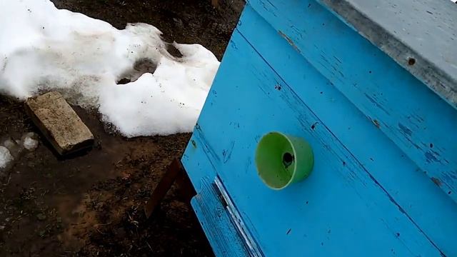 Пасека.Почему пчеловоду,надо иметь запас кормов(мёда,перги,пыльцы) на весну? и обуч.видео. смотреть онлайн