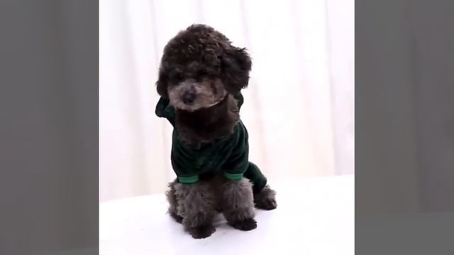 Одежда для домашних животных, костюм динозавра для котов, размер L смотреть онлайн