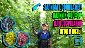 ВАЖНЕЙШАЯ ПОДКОРМКА ДЛЯ СОЗРЕВАНИЯ ЯГОД И ЛОЗЫ У ВИНОГРАДА. СЕВЕРНЫЙ ВИНОГРАДНИК 24-22