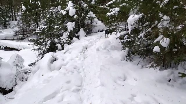 Немецкая овчарка, щенок 3 месяца, прогулка в лесу без поводка смотреть онлайн