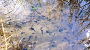 Головастики. Июнь 2023