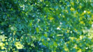 Футаж — Под ветками березы. Березка в лесу. Футажи (footage) красивая природа [FullHD]